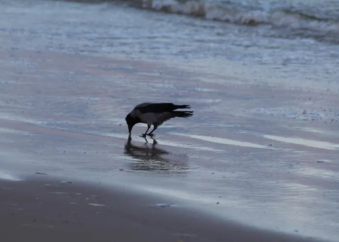 Z Hustawka Bel Mare Appartamento